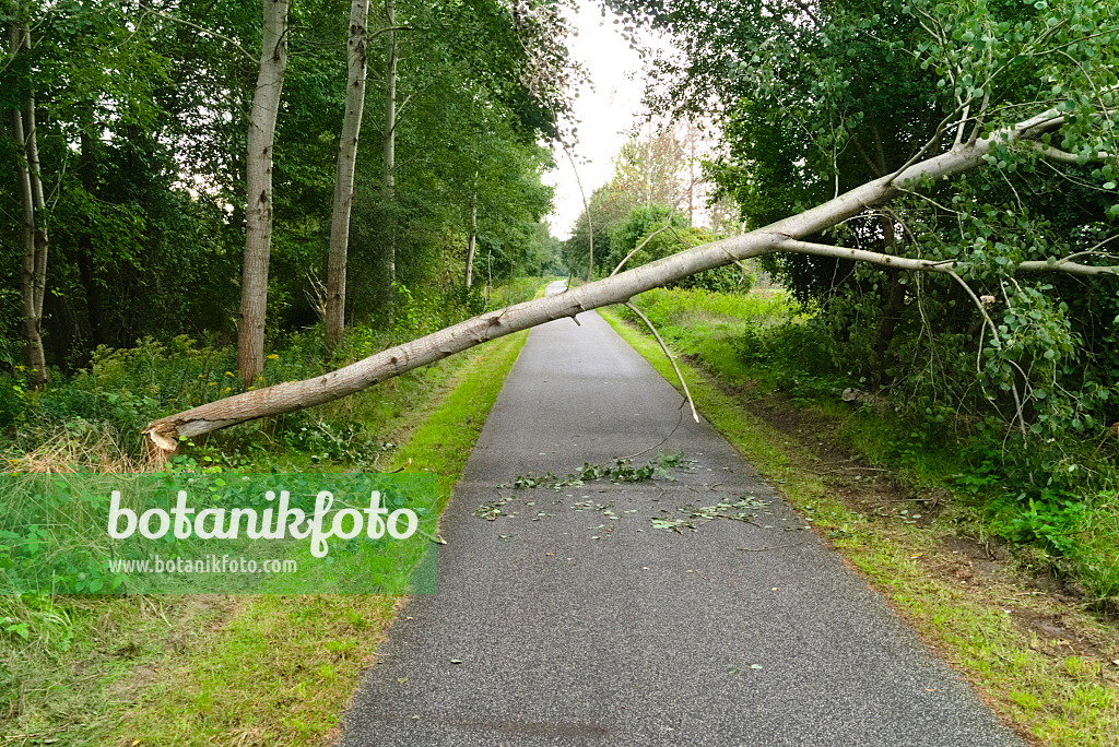 670036 - Arbre rongé par les castors