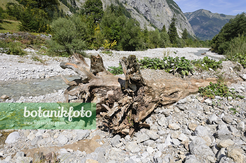 536076 - Arbre tombé, vallée de Rißbach, parc alpin de Karwendel, Autriche