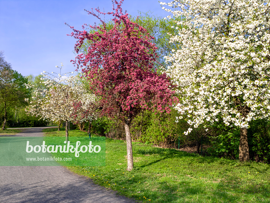 459077 - Arbres fruitiers en fleurs