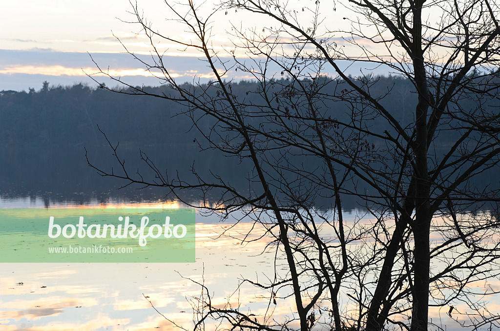 502058 - Arbuste chauve près d'un lac forestier au coucher du soleil, réserve naturelle de Königswald, Allemagne