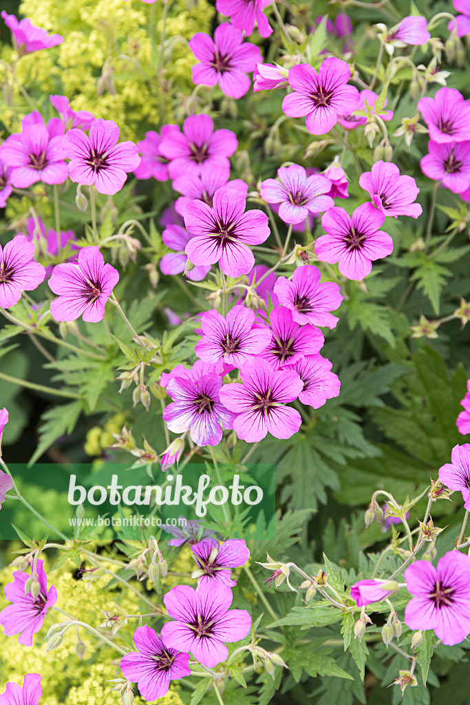 651297 - Armenian cranesbill (Geranium psilostemon 'Patricia')