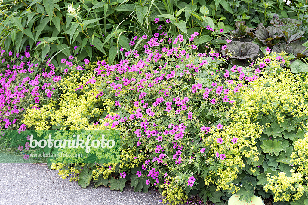 651295 - Armenian cranesbill (Geranium psilostemon 'Patricia') and lady's mantle (Alchemilla mollis)