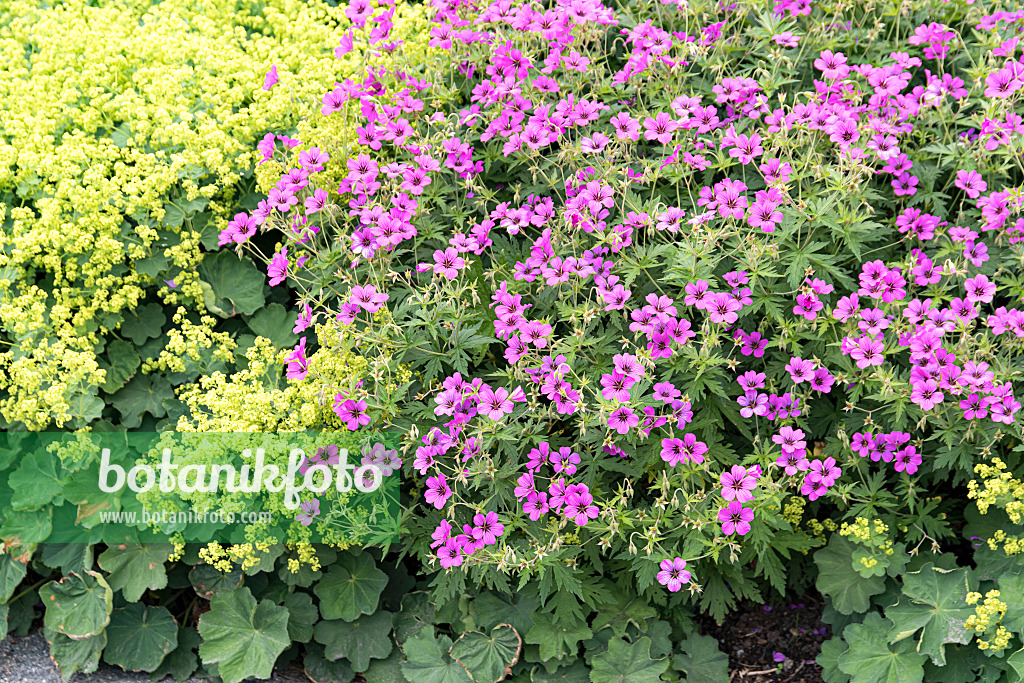 651296 - Armenian cranesbill (Geranium psilostemon 'Patricia') and lady's mantle (Alchemilla mollis)
