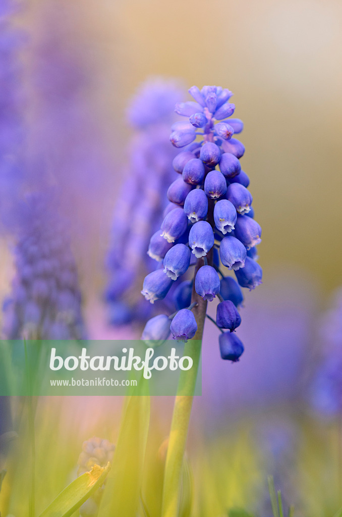 519183 - Armenian grape hyacinth (Muscari armeniacum)