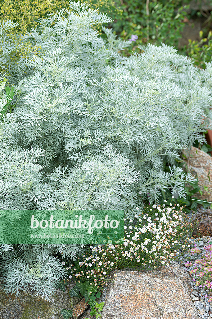 651076 - Armoise (Artemisia arborescens 'Powis Castle')