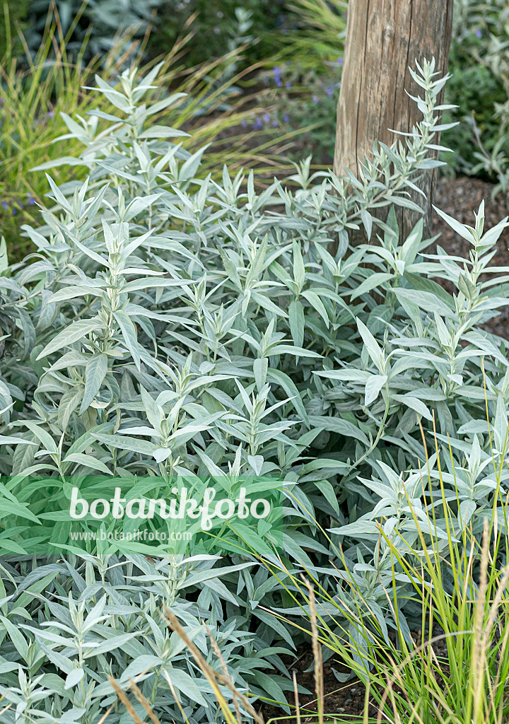 651083 - Armoise (Artemisia ludoviciana var. latiloba)