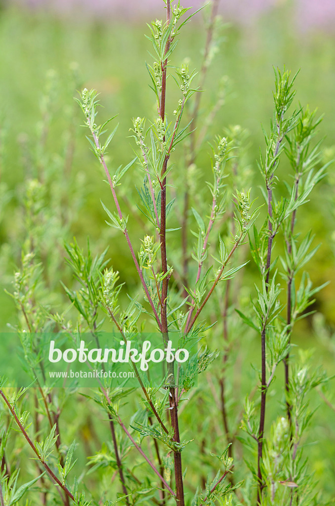 534204 - Armoise commune (Artemisia vulgaris)
