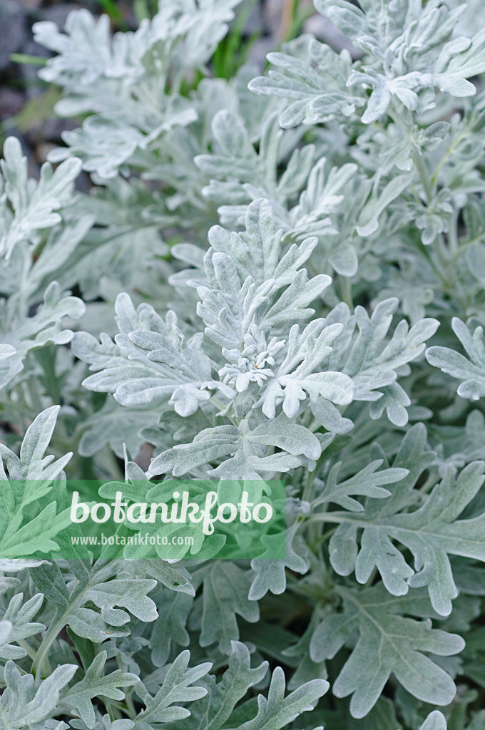 475122 - Armoise étoilée (Artemisia stelleriana)