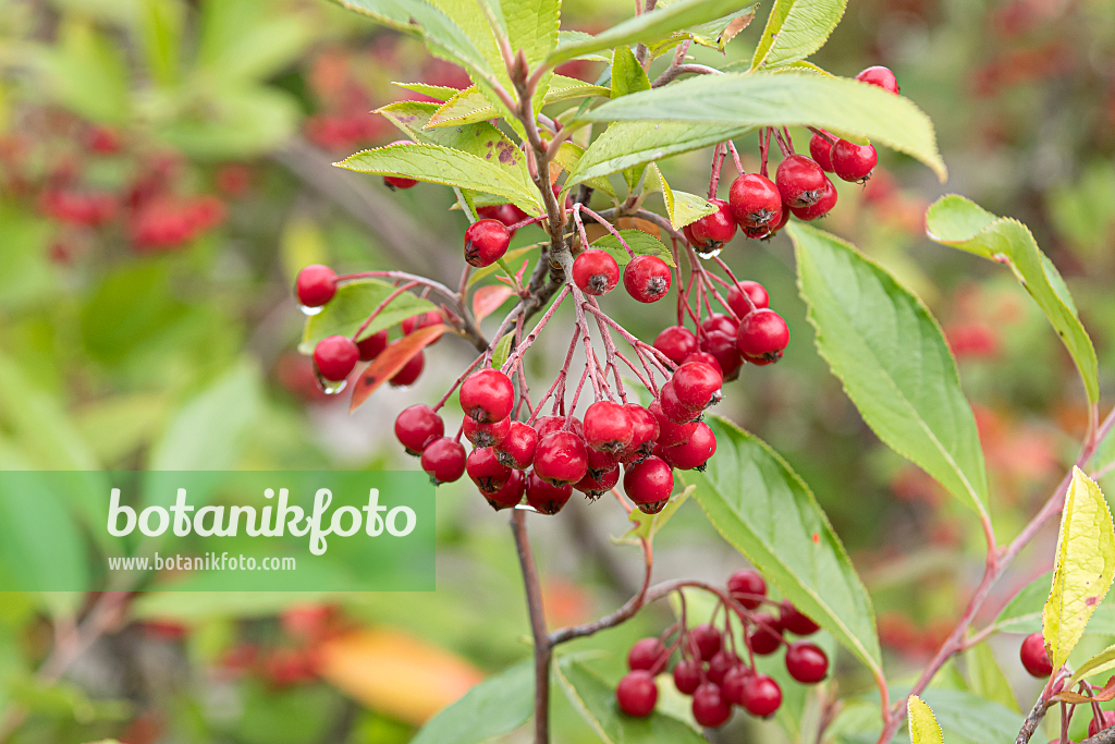 664039 - Aronia arbutifolia