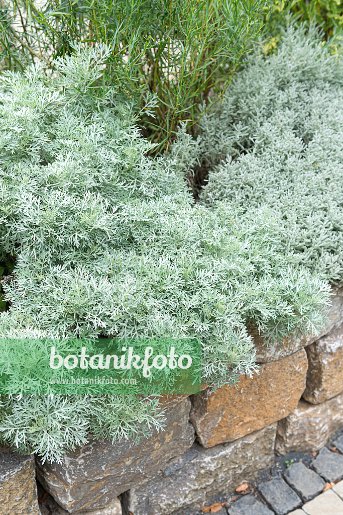 651077 - Artemisia arborescens 'Powis Castle'