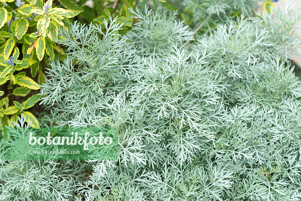651078 - Artemisia arborescens 'Powis Castle'