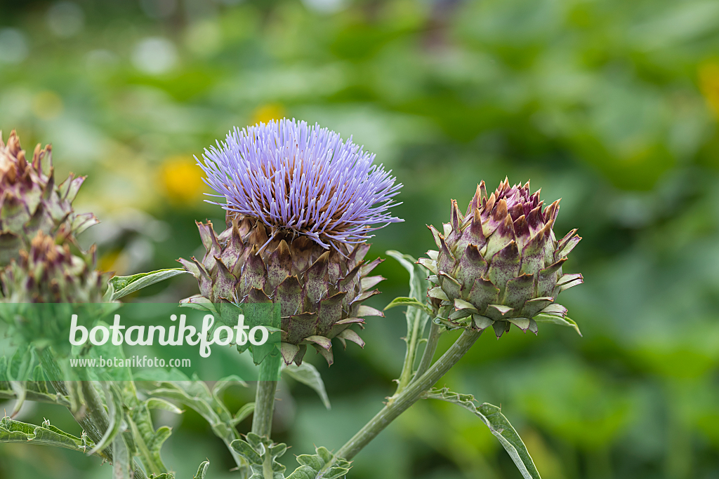 664114 - Artichoke (Cynara cardunculus syn. Cynara scolymus)