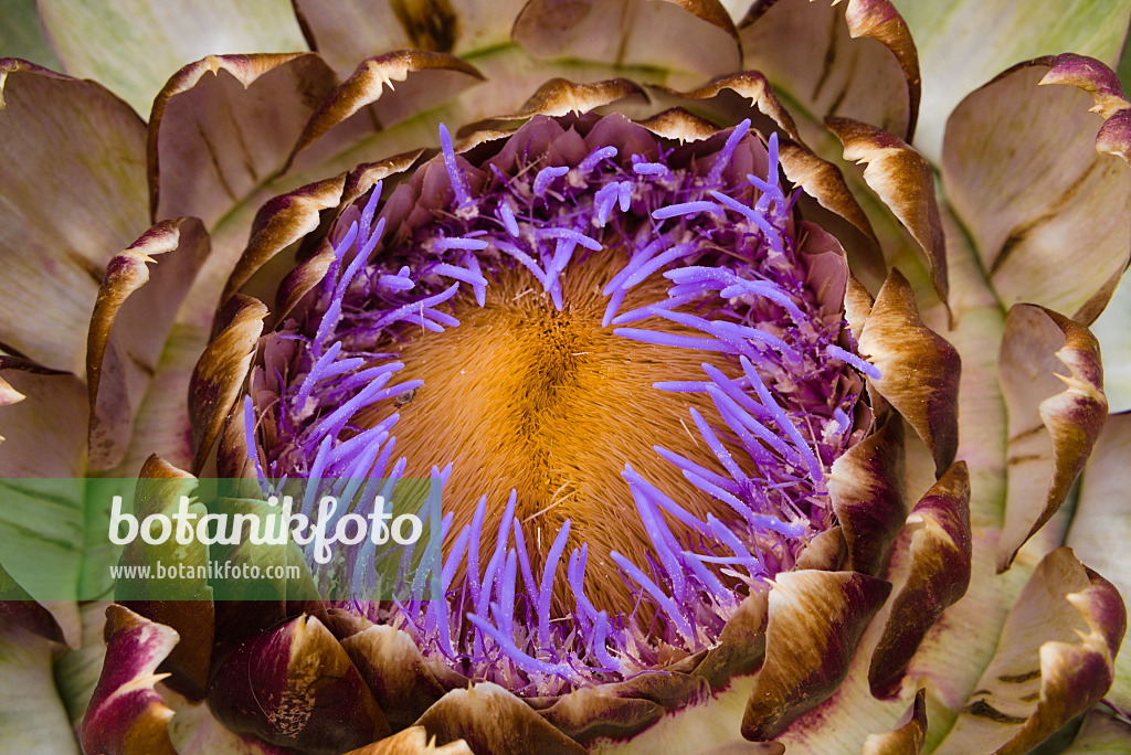 672039 - Artischocke (Cynara cardunculus syn. Cynara scolymus)