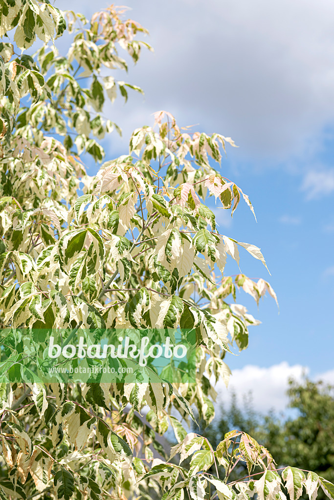 638006 - Ash-leaved maple (Acer negundo 'Flamingo')