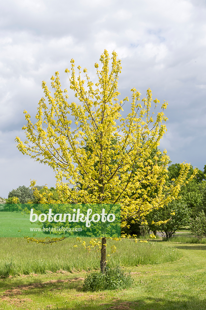 664004 - Ash-leaved maple (Acer negundo 'Odessanum')