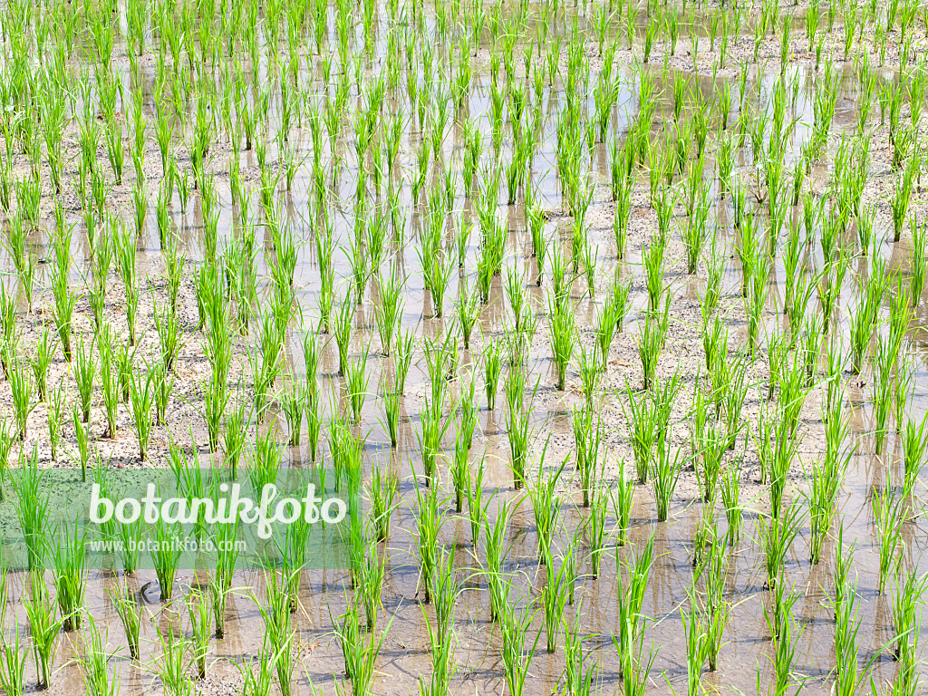 434340 - Asian rice (Oryza sativa)