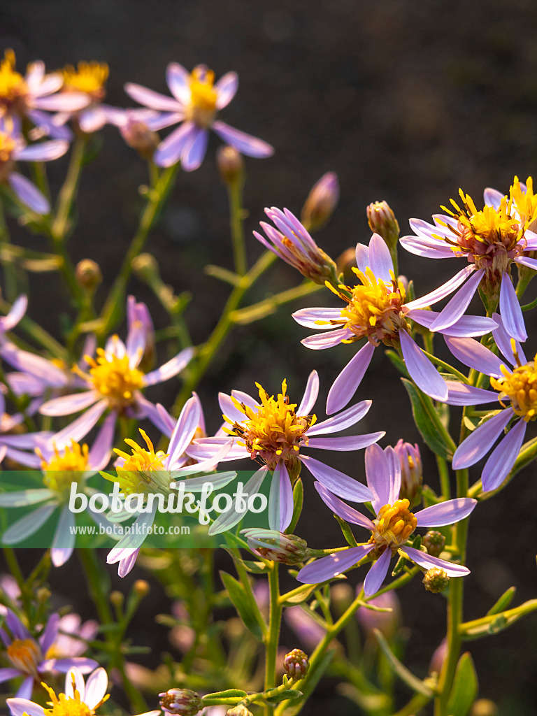 429062 - Aster (Aster sedifolius subsp. canus)