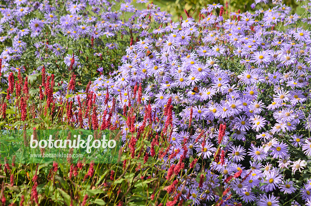 548144 - Aster (Aster x frikartii) and mountain fleece (Bistorta amplexicaulis syn. Polygonum amplexicaule)
