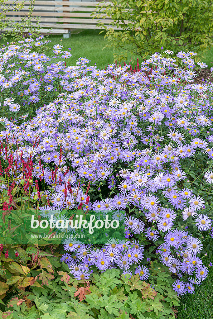 651091 - Aster (Aster x frikartii 'Wunder von Stäfa')