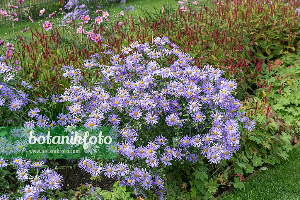 651094 - Aster (Aster x frikartii 'Wunder von Stäfa')