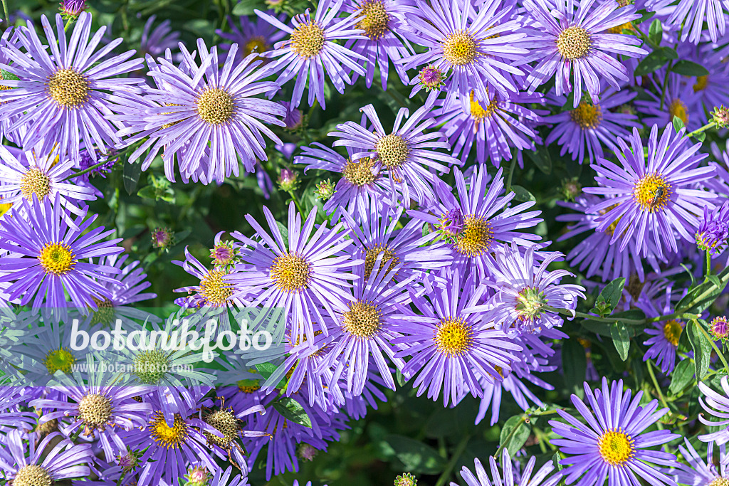 651093 - Aster de Frikart (Aster x frikartii 'Wunder von Stäfa')