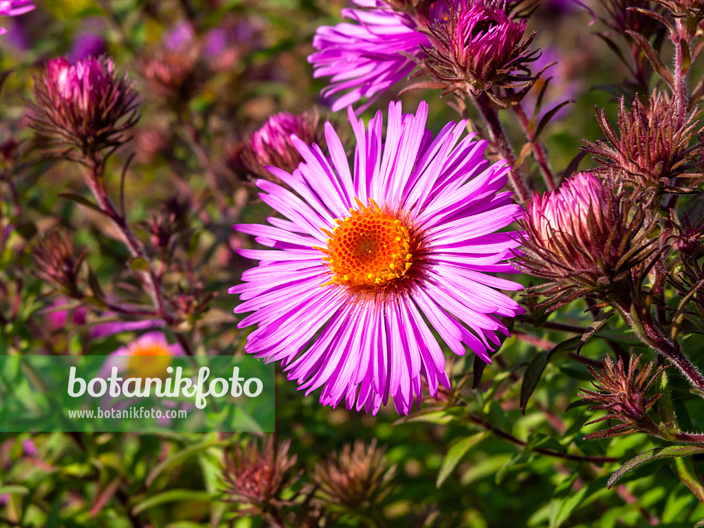 465128 - Aster de Nouvelle-Angleterre (Aster novae-angliae 'Abendsonne')