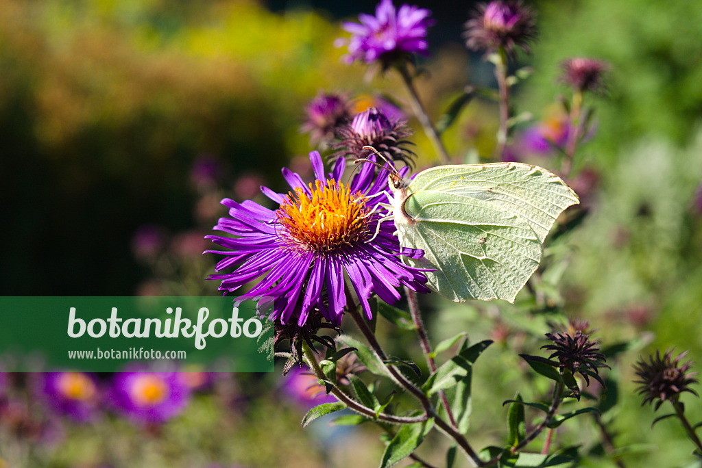 672045 - Aster de Nouvelle-Angleterre (Aster novae-angliae 'Violetta') et citron (Gonepteryx rhamni)