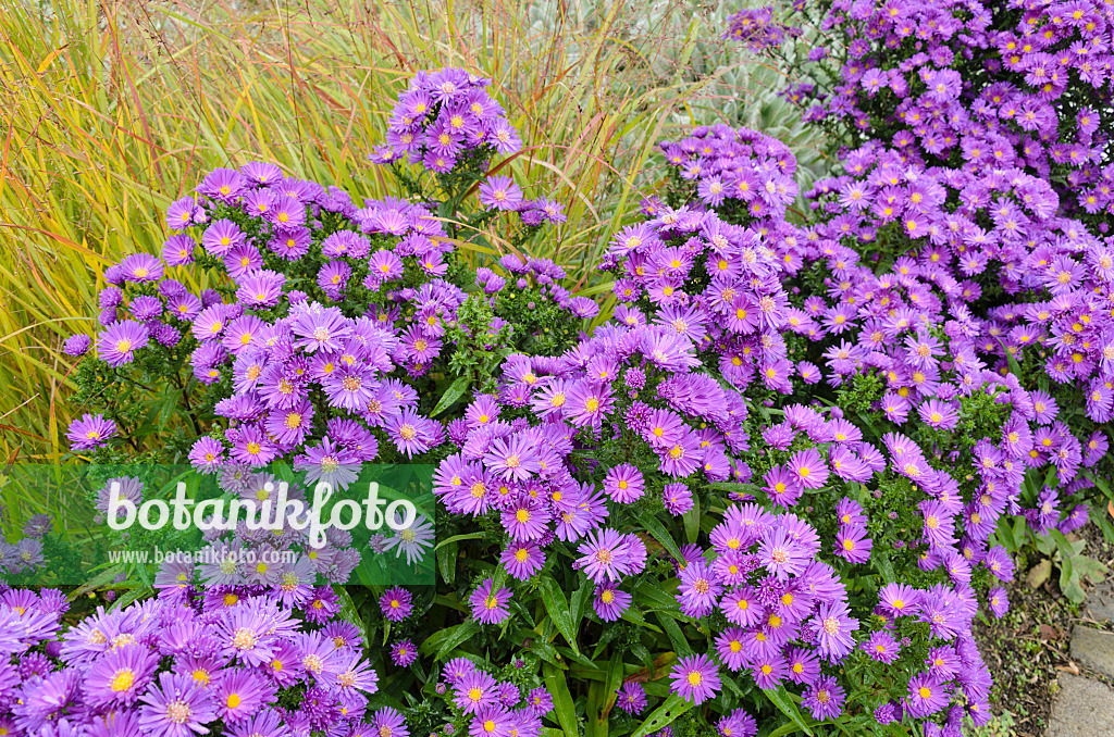 525127 - Aster de Virginie (Aster novi-belgii 'Violetta')
