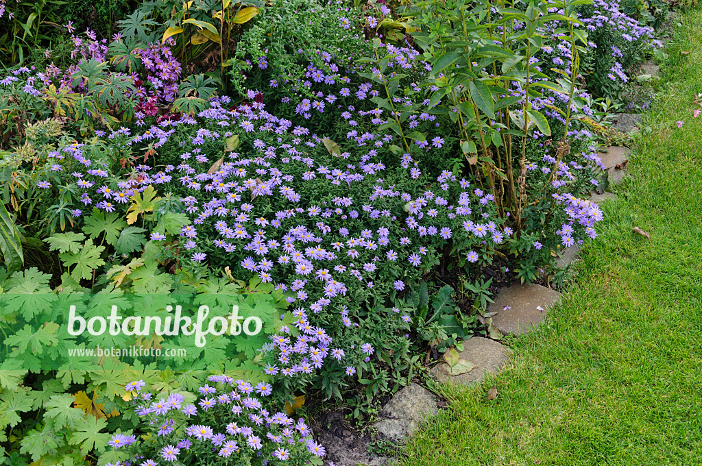 477017 - Aster nain d'automne (Aster dumosus)