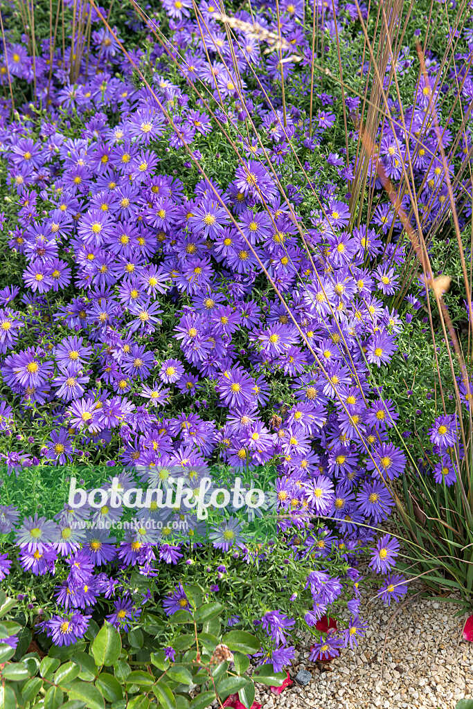 675018 - Aster nain d'automne (Aster dumosus 'Blauer Gletscher')