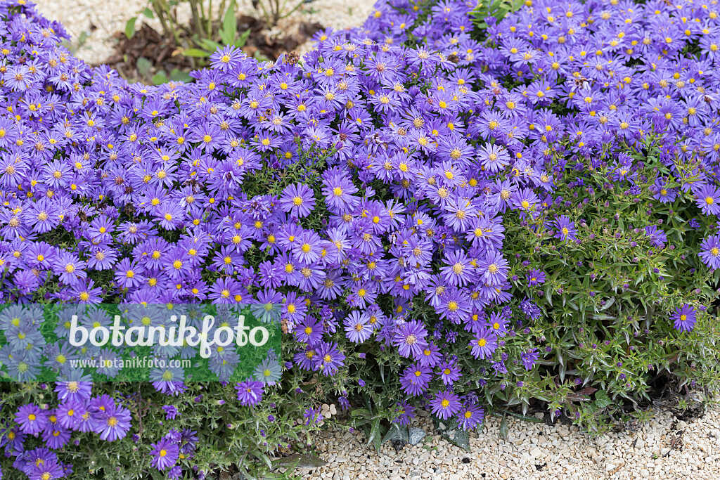 675019 - Aster nain d'automne (Aster dumosus 'Blauer Gletscher')