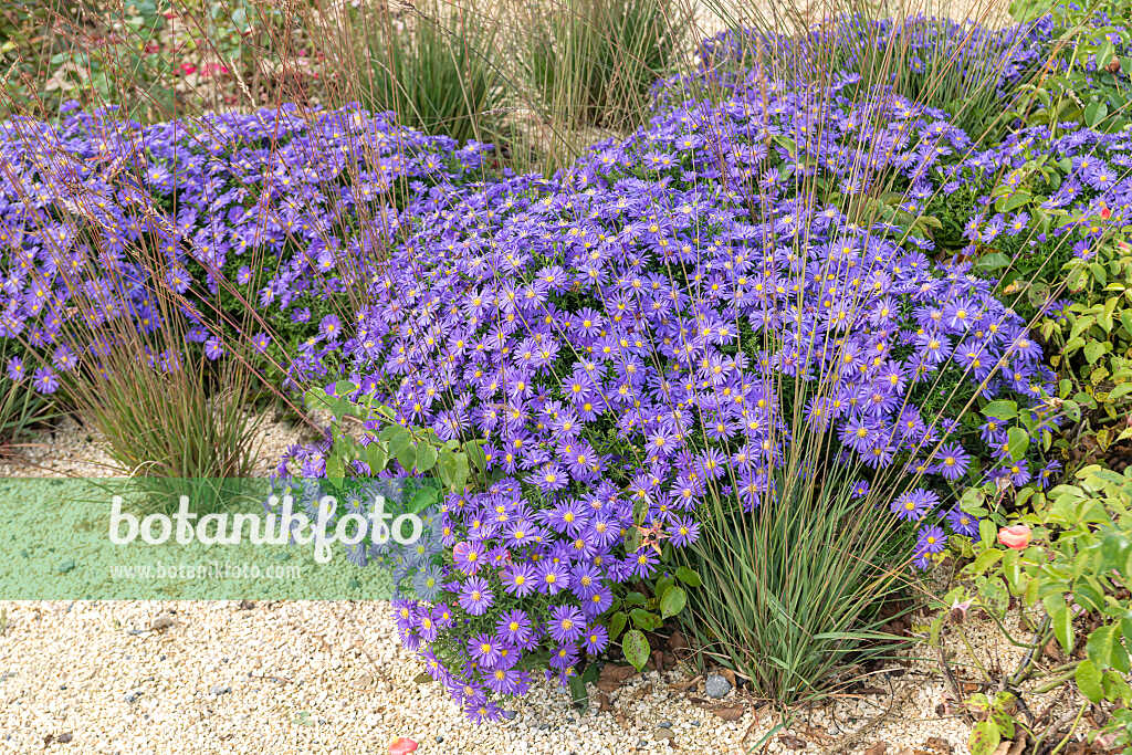 675020 - Aster nain d'automne (Aster dumosus 'Blauer Gletscher')