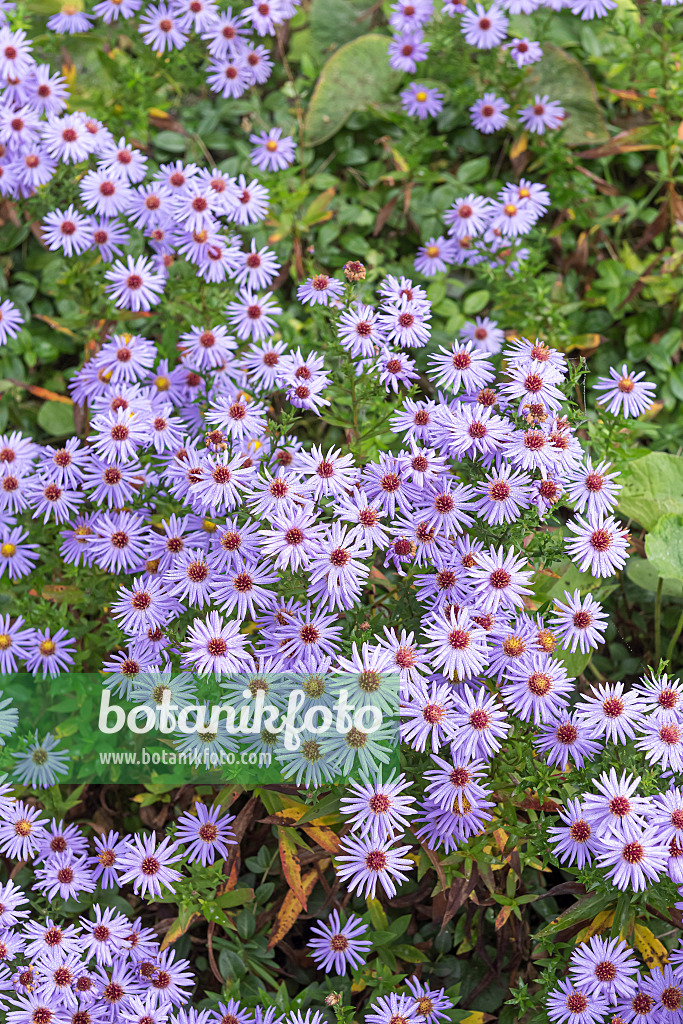 651088 - Aster nain d'automne (Aster dumosus 'Prof. Anton Kippenberg')