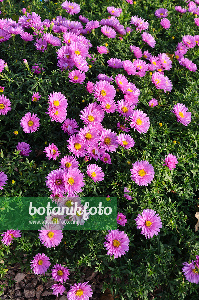 489086 - Aster nain d'automne (Aster dumosus 'Rosenwichtel')