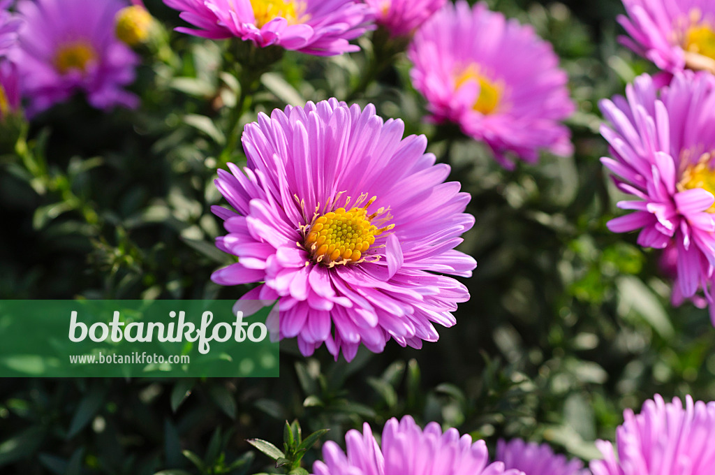 489087 - Aster nain d'automne (Aster dumosus 'Rosenwichtel')