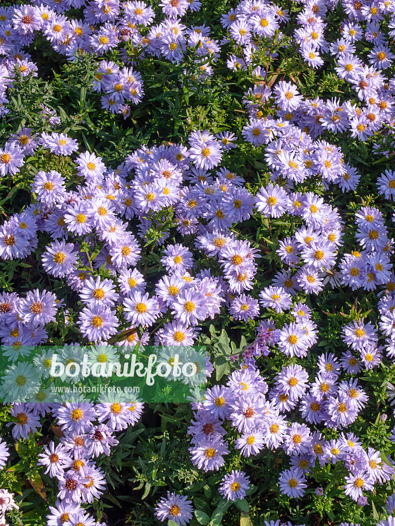 442094 - Aster nain d'automne (Aster dumosus 'Silberball')