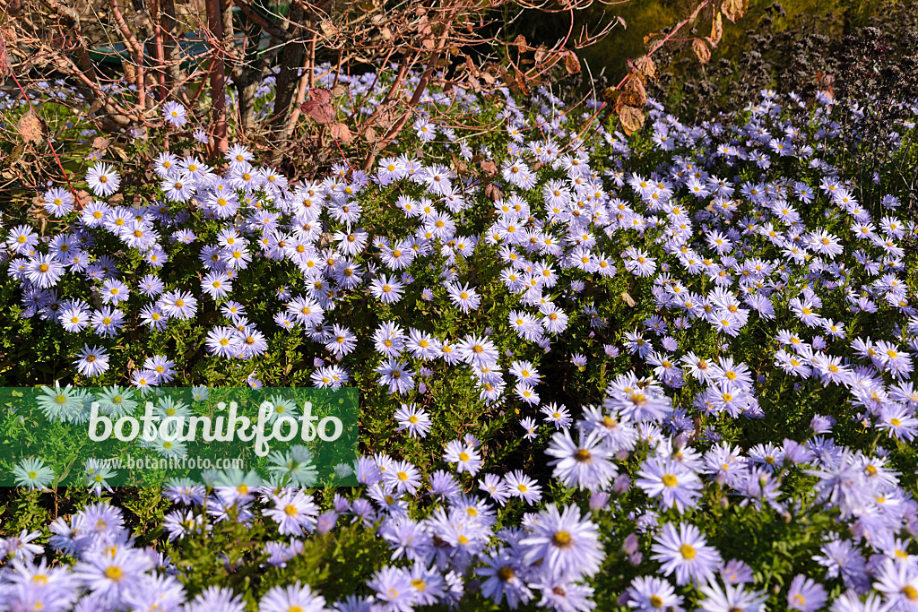 489068 - Aster nain d'automne (Aster dumosus 'Silberteppich')