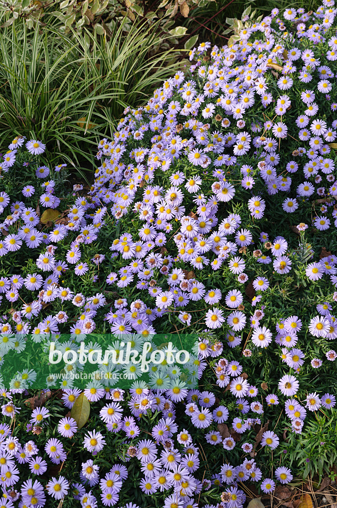 489106 - Aster nain d'automne (Aster dumosus 'Zwergenhimmel')