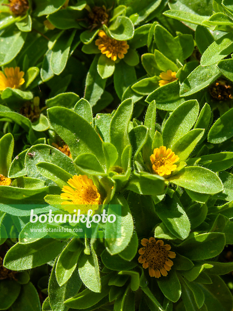 427226 - Astérolide aquatique (Asteriscus aquaticus)