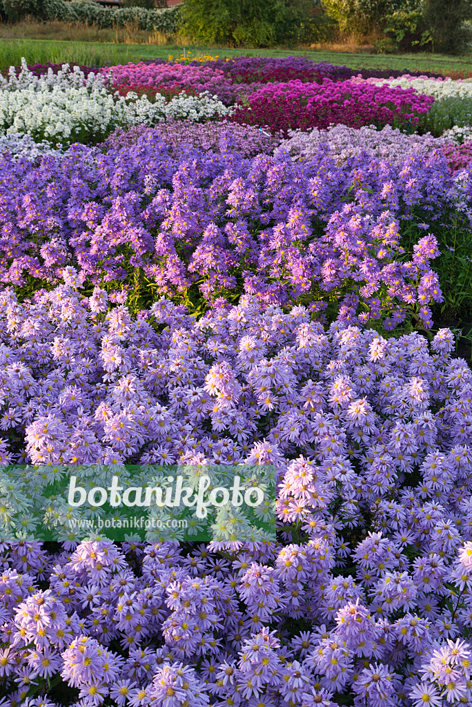 536213 - Asters (Aster)