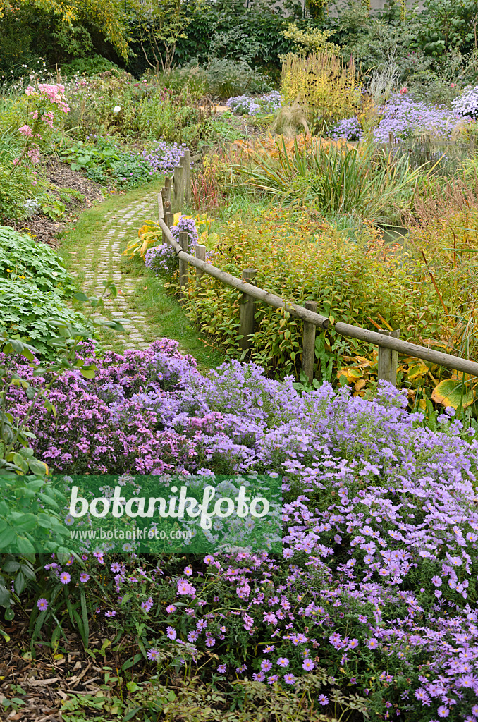 549133 - Asters (Aster) dans un jardin automnal