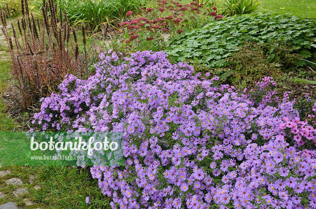 549134 - Asters (Aster) dans un jardin automnal