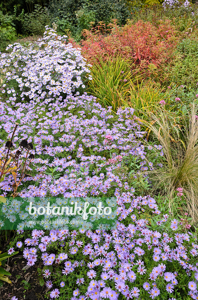 549136 - Asters (Aster) dans un jardin automnal