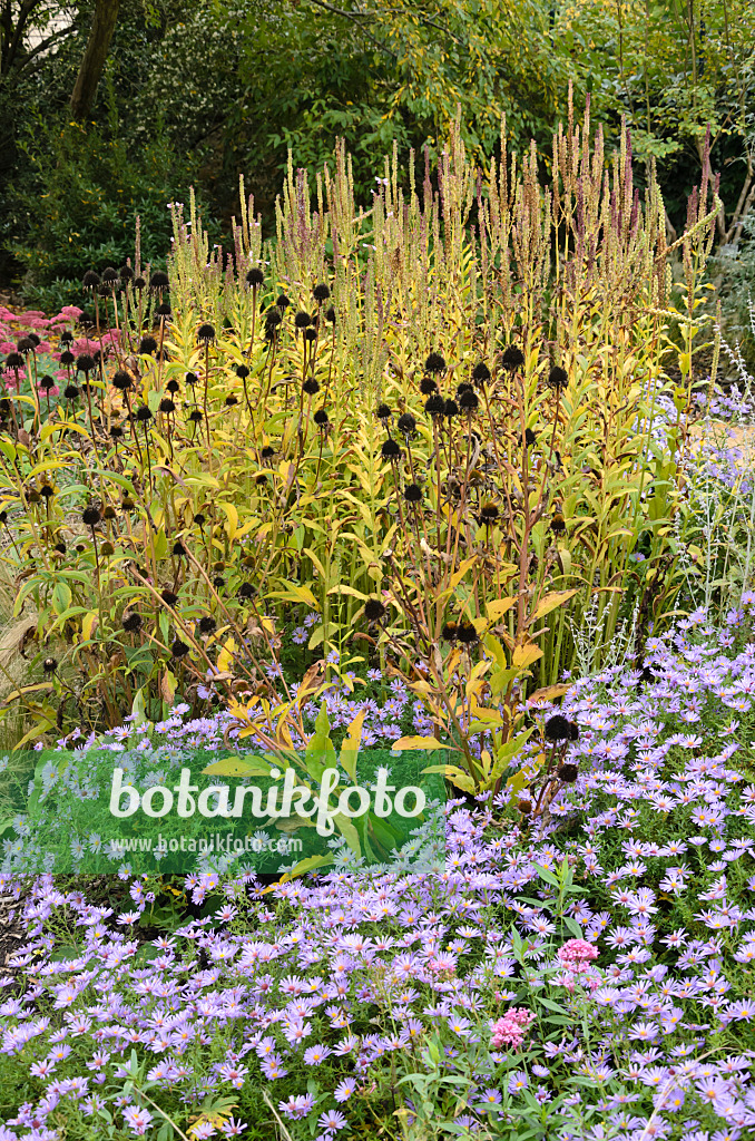 549141 - Asters (Aster) dans un jardin automnal