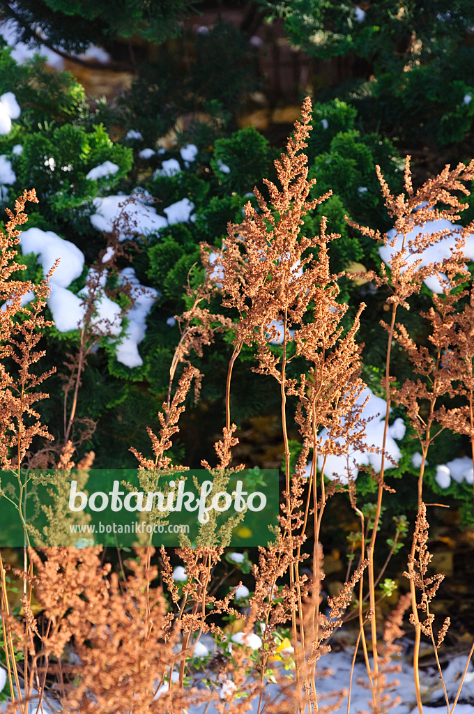 466090 - Astilbe de Chine (Astilbe chinensis)