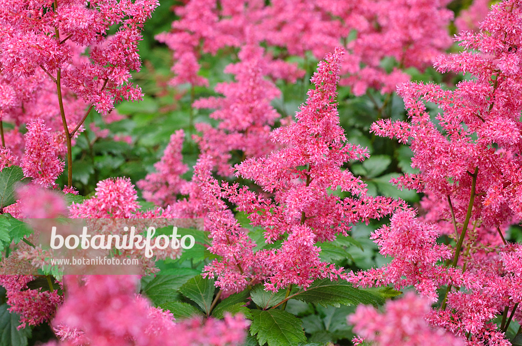 473322 - Astilbe des jardins (Astilbe x arendsii 'Granat')