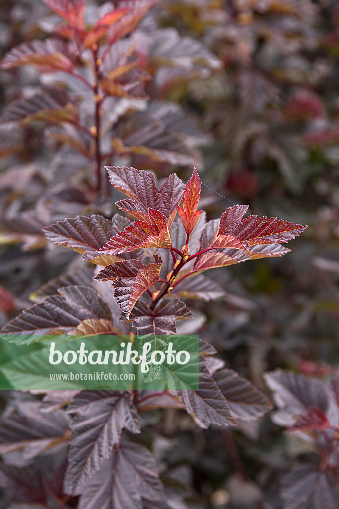 651430 - Atlantic ninebark (Physocarpus opulifolius 'Little Devil')
