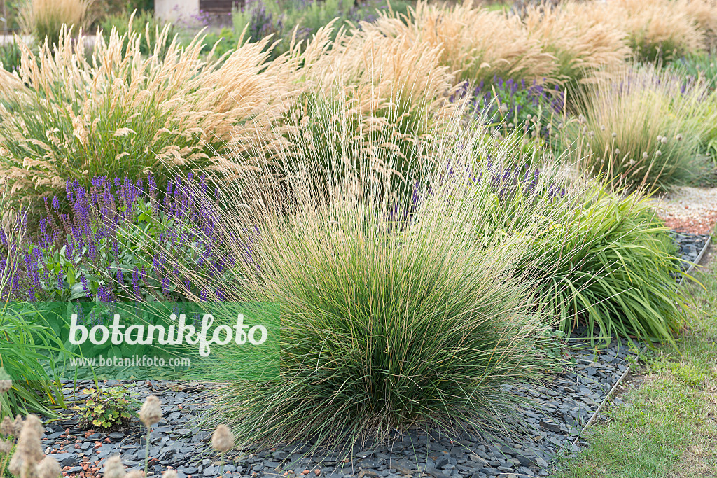 651270 - Atlas fescue (Festuca mairei)