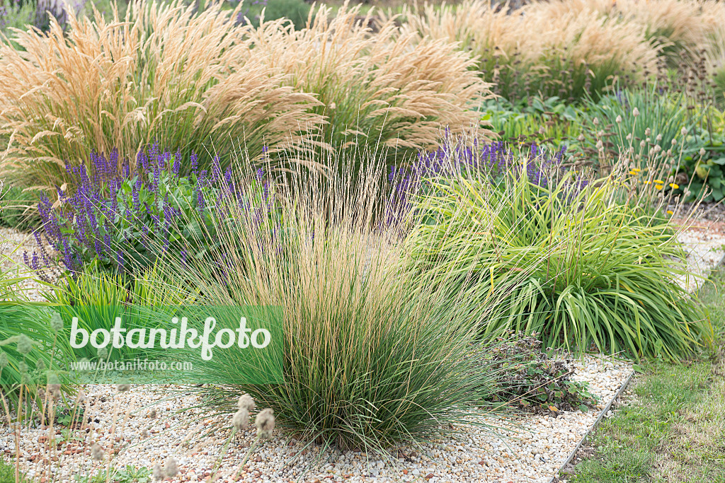 651271 - Atlas fescue (Festuca mairei)