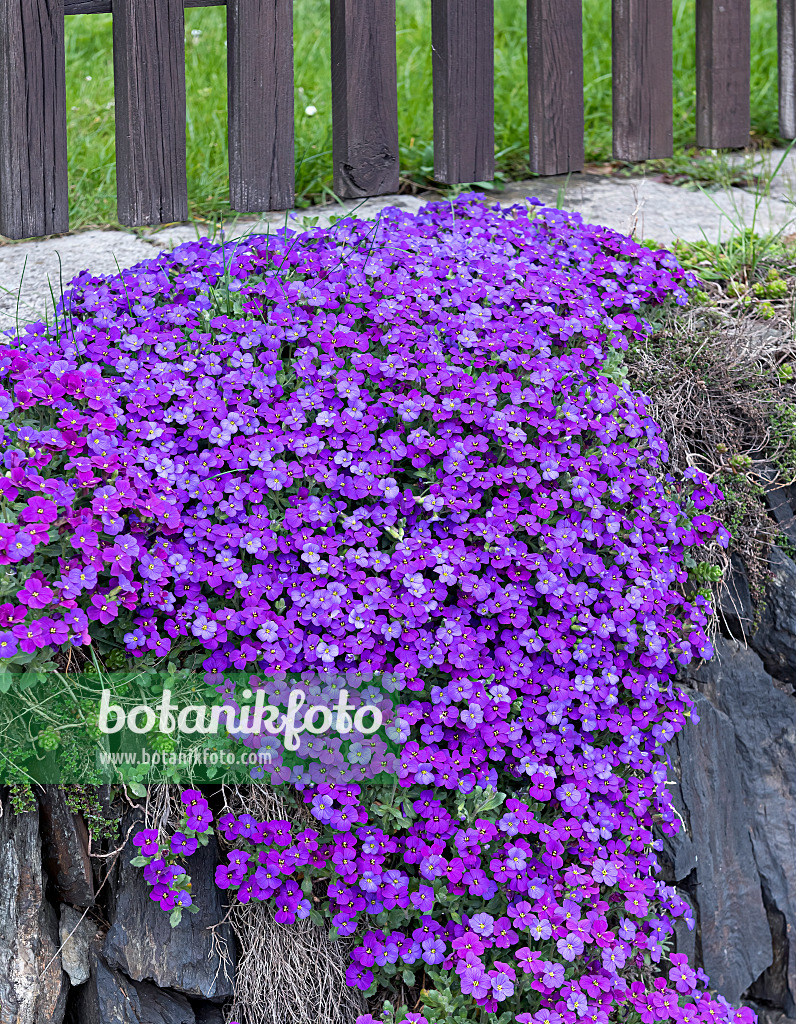 651101 - Aubrieta (Aubrieta x cultorum 'Blue Emperor')